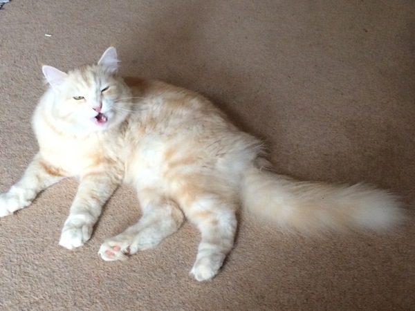 Hypoallergenic cat?