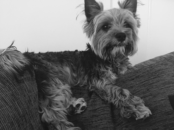 Can anyone recommend a breed?