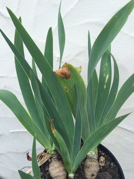 Sorry, another plant for you to identify