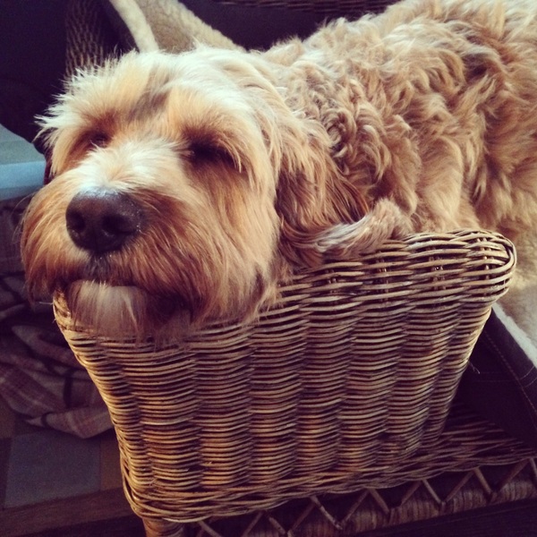 Can anyone recommend a breed?
