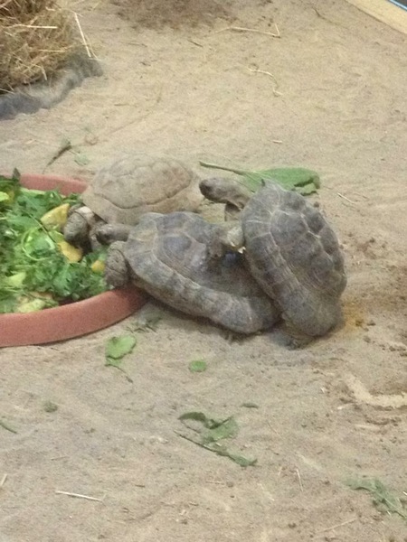 To complain to the zoo about the wanking monkeys?