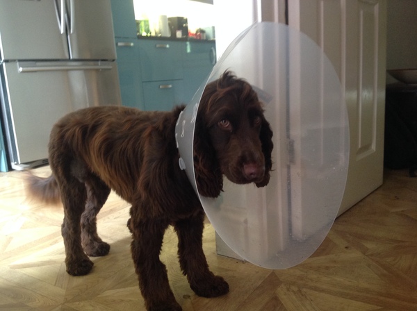 Brave Babes Battle Bus - Holding our heads up like thistles