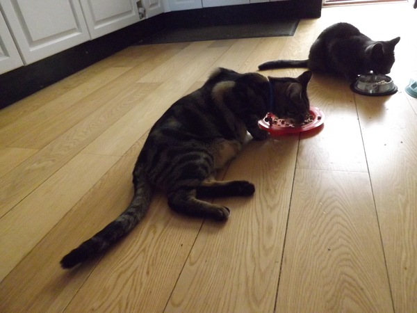 Is this the laziest cat ever ?