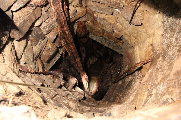 Tree people help- Listed tree with roots in our well- options?