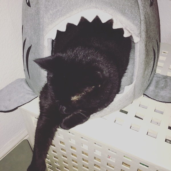 Thread 2 - the one where we all buy a shark pet bed even if we don't have pets