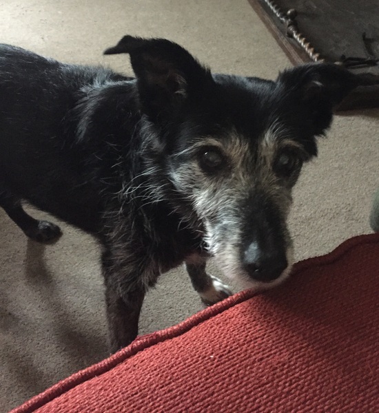my darling is on her last lap - I need a bit of support