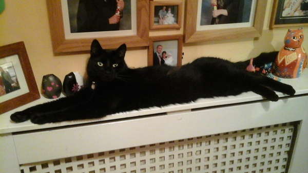 sweet dreams my darling Fudge