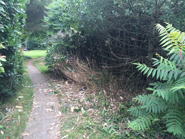 Help me plan my garden - I haven't a clue what I'm doing