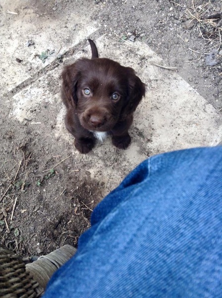 Can anyone recommend a breed?