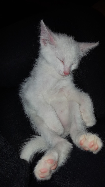 Oops I did it again!  (cat number four)