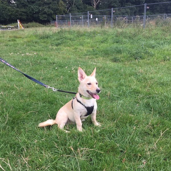 Getting rescue pup very soon - what do we need/any top tips?
