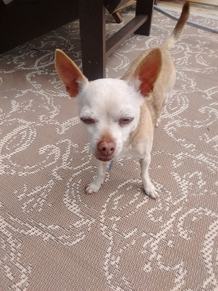 My Chihuahua x Pit bull for *NeedACleverNN*