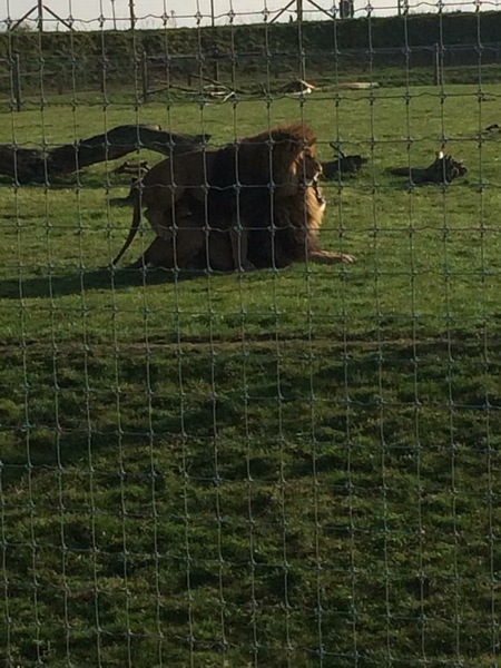 To complain to the zoo about the wanking monkeys?