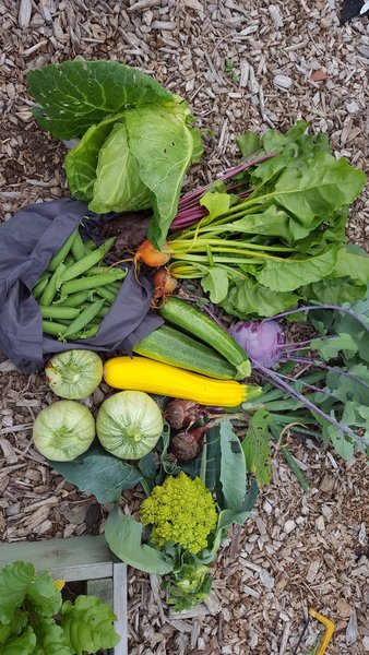 Allotment/Veg Patch Thread 6 -  Weed 'em and Reap!