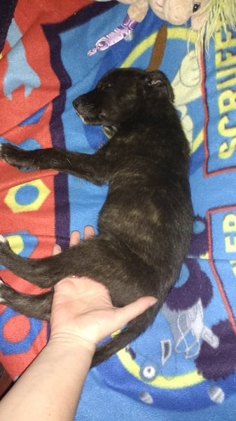 Underweight possibly underage lurcher puppy
