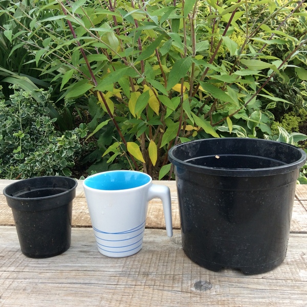 low plants to survive high winds