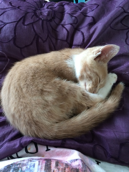 Meet my new fur baby!