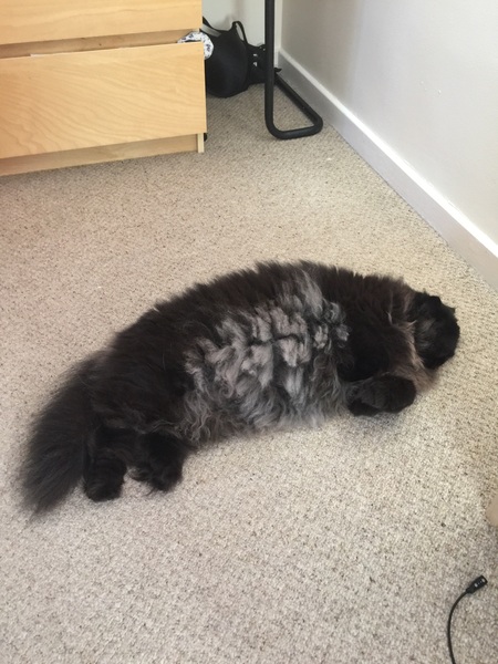 How does your cat keep itself cool in this heat?