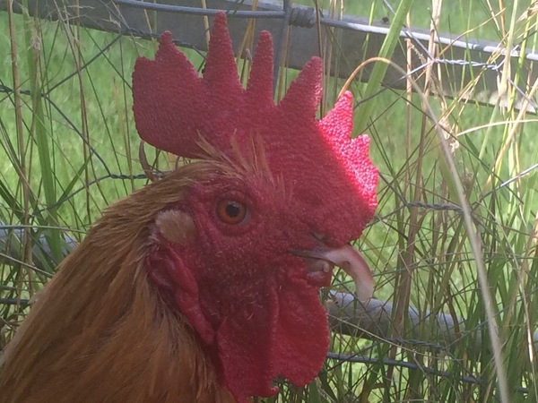 What to do with rooster with missing lower beak