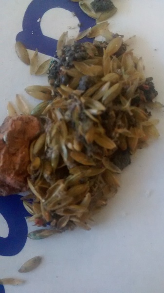 What is this? Piccy