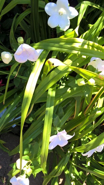 can you help identify this flower/plant please?