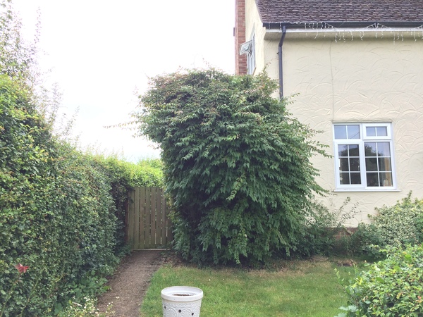 Help me plan my garden - I haven't a clue what I'm doing