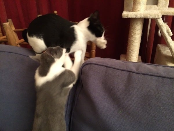 A game of CatSpot anyone?
