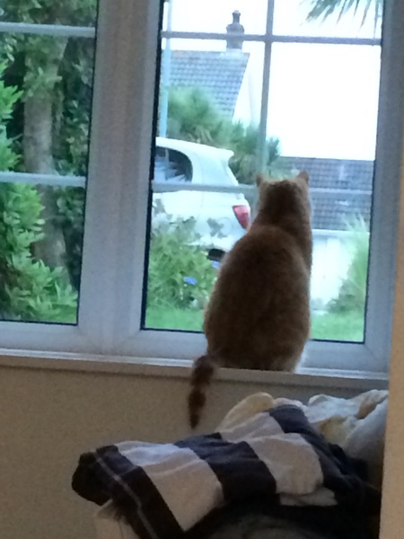 A game of CatSpot anyone?