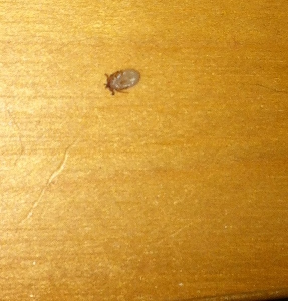Ewwwwww a tick!