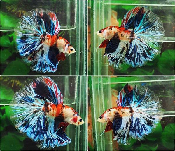 Fish novice-where do I start