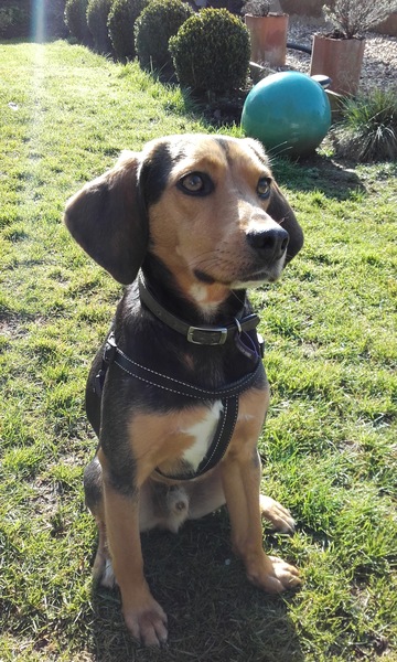 Looking for family dog