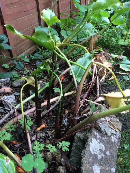 What do I do with my Calla Lilies?