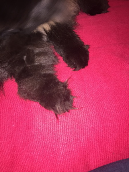 Toe floofs