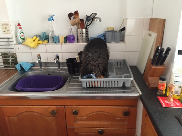 Final Pre-summer Bootcamp weigh-in (and ongoing chat thread)