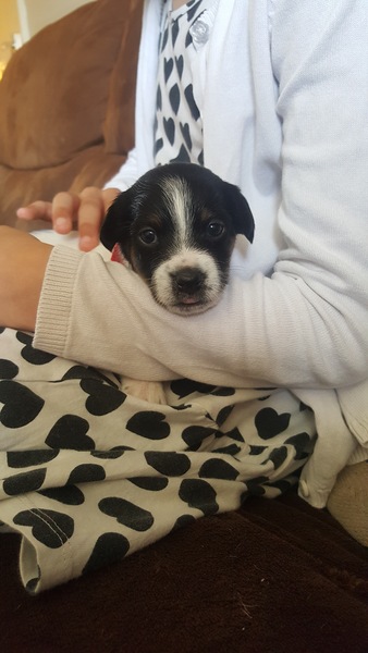 Anyone fancy a new puppy-support thread?