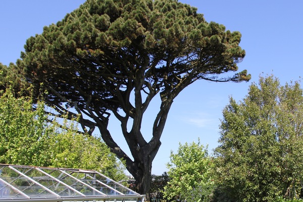 Tree people help- Listed tree with roots in our well- options?