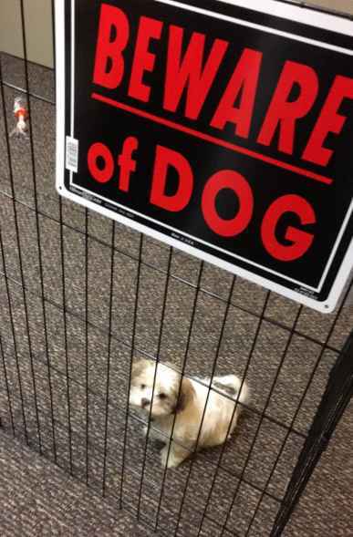 How would your dog deal with an intruder?