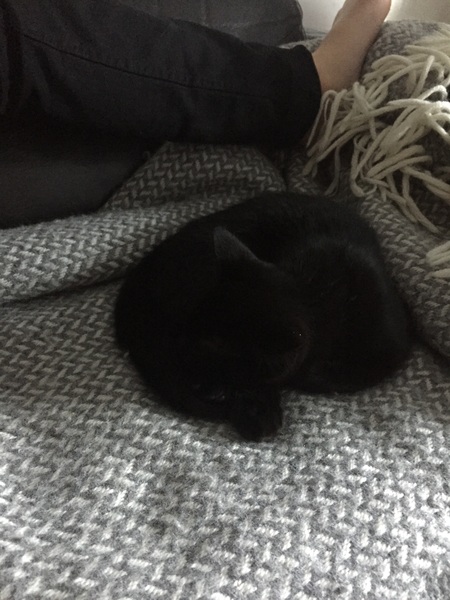 We picked up our kitten today!