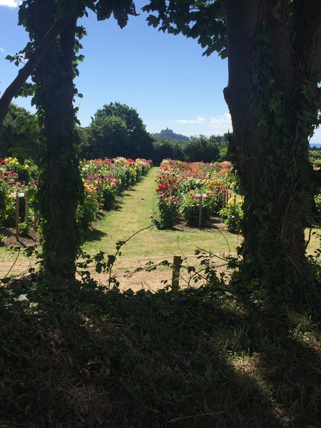 "in the midst of winter, I found there was within me, an invincible summer" Potting shed chat continues here