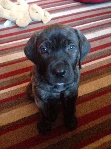 Positive experiences of owning 'dangerous' breeds please