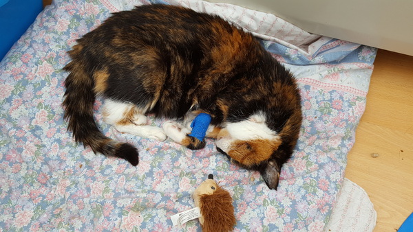 Is it true tortoiseshell cats can be mean