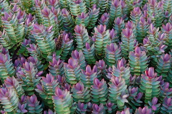 low plants to survive high winds