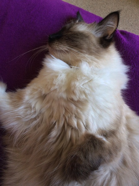 My poor lovely cat Coco isn't very well - I'm so worried :((