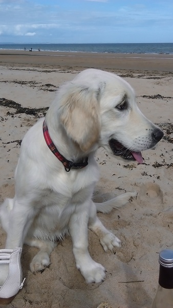 Brave Babes Battle Bus - Holding our heads up like thistles