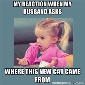 Oops I did it again!  (cat number four)