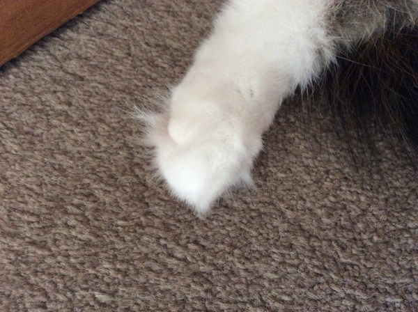 Toe floofs