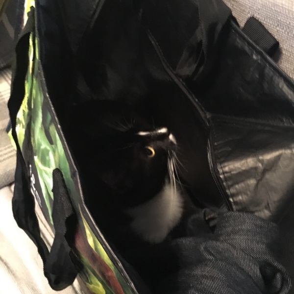 A game of CatSpot anyone?
