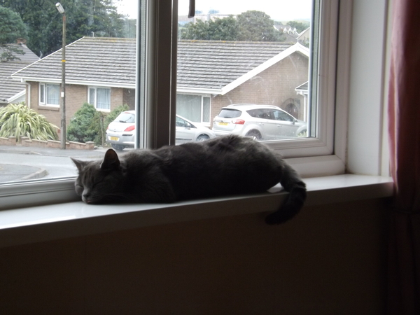 Help please poorly kitten