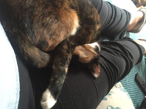 My cat is acting weird