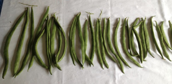 Allotment/Veg Patch Thread 6 -  Weed 'em and Reap!